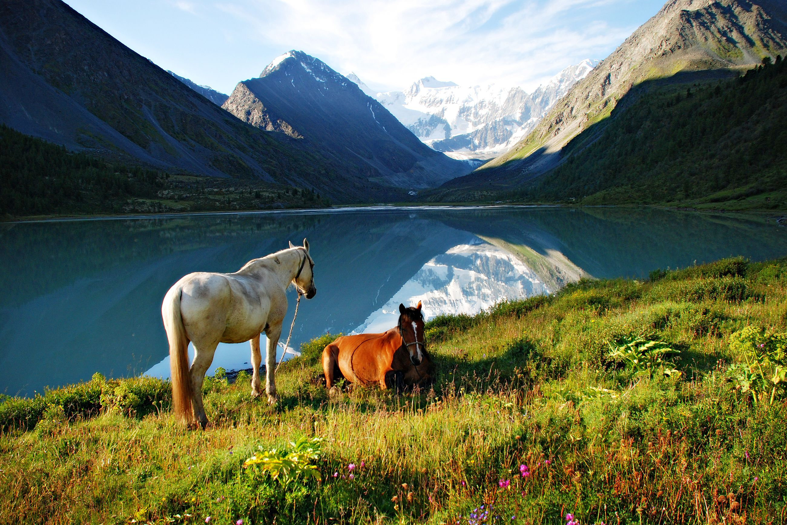 Кони республики алтай. Алтай Кучерлинское озеро лошади. Белуха Алтай. Гора Белуха. Шавлинские озёра Алтай конь.