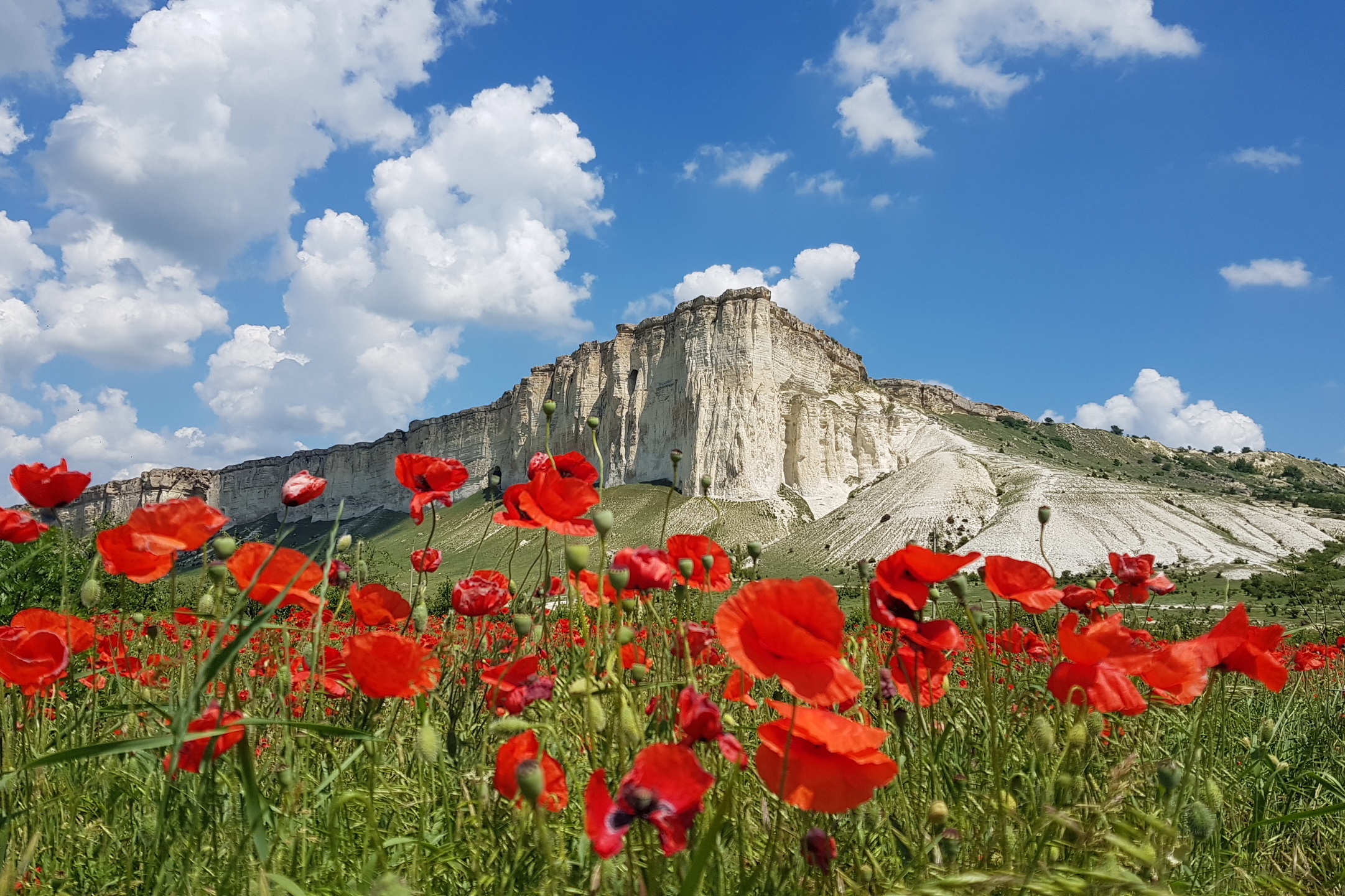 Маковые поля в Крыму